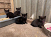 Domestic short hair kittens