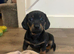 Female Miniature Dachshund Pup