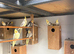 Cockatiels bengalese pair greenfinch javas