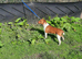 Plummer terrier