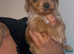 Cockapoo Puppies