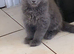 Beautiful Maine coon kittens