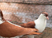 Afghan pigeons