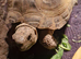 Horsfield tortoise and set up