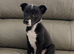 Border Collie Puppies – Ready for Their New Homes
