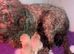 Maltipoo last boy!