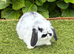 Pure bred mini lop
