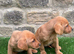 READY NOW BEAUTIFUL LABRADOR PUPPYS