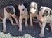 Whippets ready to go
