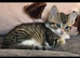 Female kitten