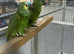 Hand Reared Baby Blue Fronted Amazons