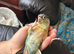 4 Baby conures