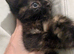 Two female kittens