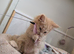 Tica pedigree male kitten