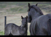 Fell pony broodmare & faol