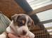 Mini Jack Russell puppies various colours