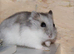 Lovely hamster and cage
