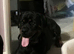 Gorgeous Rottweiler puppy