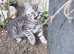 3 amazing kittens available