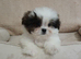 Shih tzu / Maltese Mix