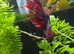 Crowntail betta