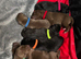 Siberian Shepsky x Weimaraner Puppies