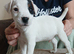 Beautiful Jack Russell babies