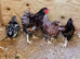 Quartet Laced Wyandotte Bantams