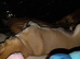 1 year old female french bulldog