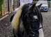 George stunning cob gelding safe first pony
