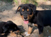 Huntaway X collie pups
