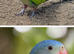 Princess of wales parakeets