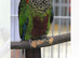 Rare Painted Conures