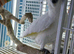 Male sulphur crested cockatoo