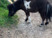 Homebred miniature shetland filly