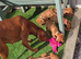 KCreg Vizsla puppies