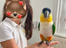 Ultra-Fun Pair of Black-Headed Caiques Seeking a Forever Home