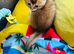 Kittens Ready for Their Forever Homes