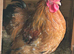 Pekin cockerels Available