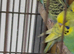 Young Budgies for sale