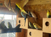 Budgies- aviary birds for sale