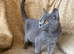 Beautiful British Shorthair Queen – Paris