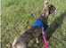 Gorgeous Skye available for adoption