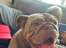 Beautiful male and female bulldogs