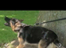 German Shepard female 4yr old