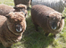 Pedigree Coloured Ryland Ewes ready for new home.