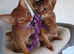 Two stunning Abyssinian male kittens ready niw