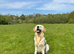 Stunning health tested golden retriever