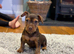 3 Beautiful Patterdale terrier boys