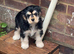 10 week old female